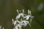 Largeleaf rose gentian